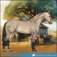 Horse Color:Buckskin Dun 