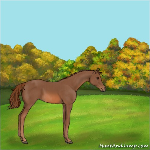 Horse Color:Chestnut  and Chestnut 
