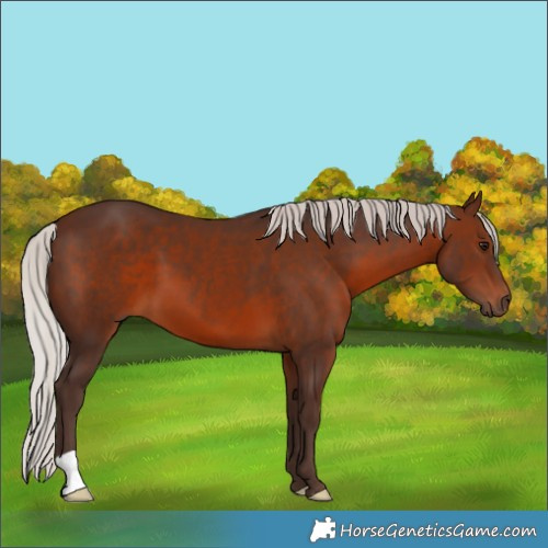 Horse Color:Silver Brown 