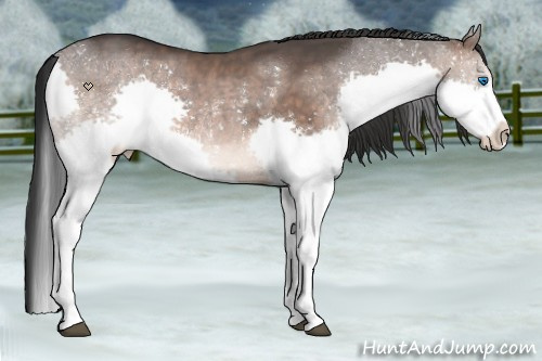 Horse Color:Brown Dun Sabino Splash 