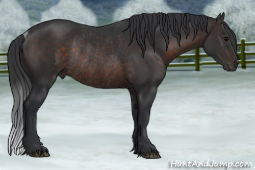 Horse Color:Brown Rabicano 