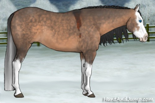 Horse Color:Brown Dun Splash 