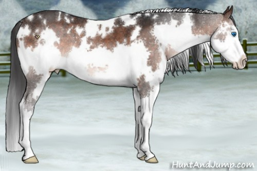 Horse Color:White Spotted Brown Splash Rabicano 