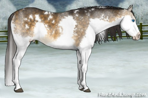 Horse Color:White Spotted Buckskin Splash Rabicano 
