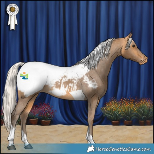 Horse Color:Silver Buckskin Tobiano Appaloosa 