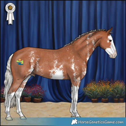 Horse Color:Silver Bay Sabino Splash 