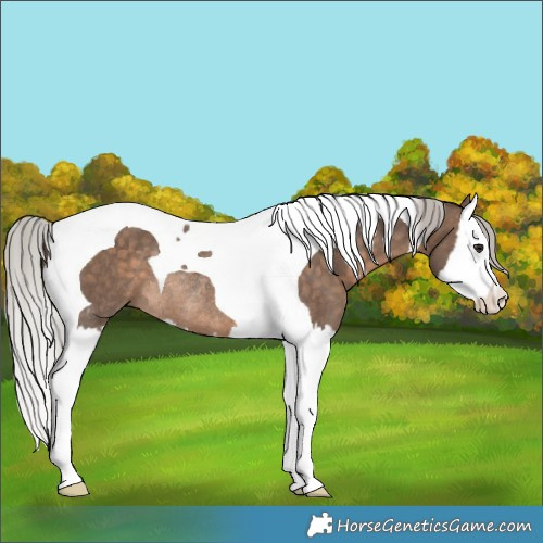 Horse Color:Silver Brown Dun Splash Tobiano Rabicano 