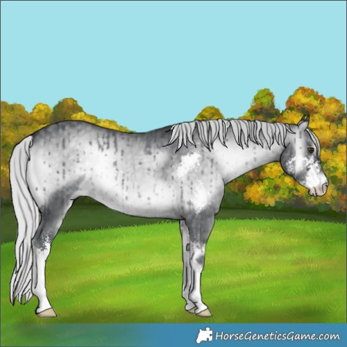 Horse Color:Silver Blue Onyx Chinchilla Sabino 