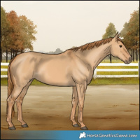Horse Color:Red Dun 