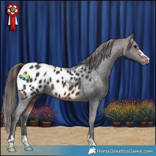 Horse Color:Brown Appaloosa Rabicano 