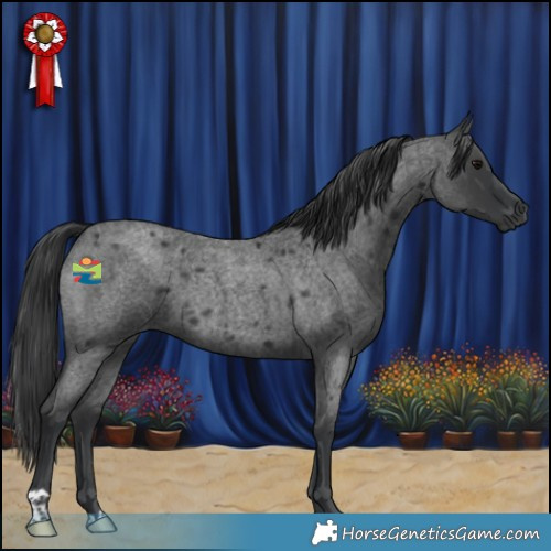 Horse Color:Blue Roan 