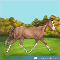 Horse Color:Gold Champagne Splash 