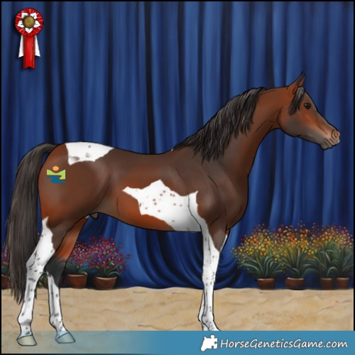 Horse Color:Bay Tobiano 