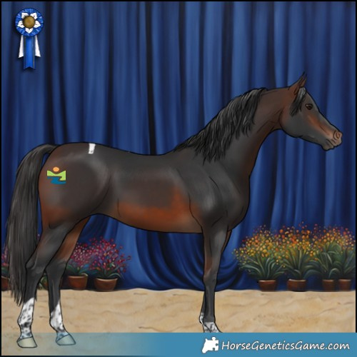 Horse Color:Brown Tobiano 