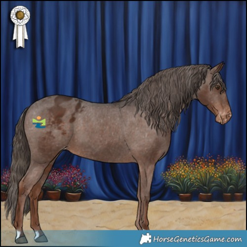 Horse Color:Liver Chestnut Appaloosa 