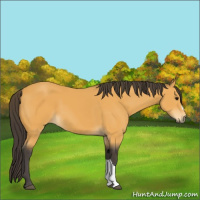 Horse Color:Buckskin 