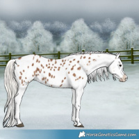 Horse Color:Chocolate Silver Smoky Black Appaloosa 