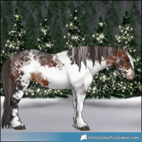 Horse Color:White Spotted Brown Frame Appaloosa Rabicano 