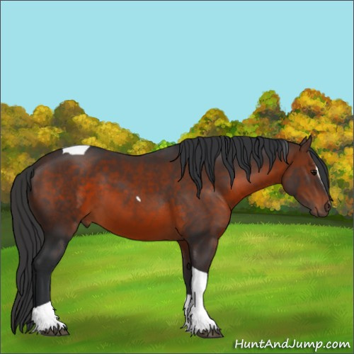 Horse Color:Brown Sabino Tobiano 