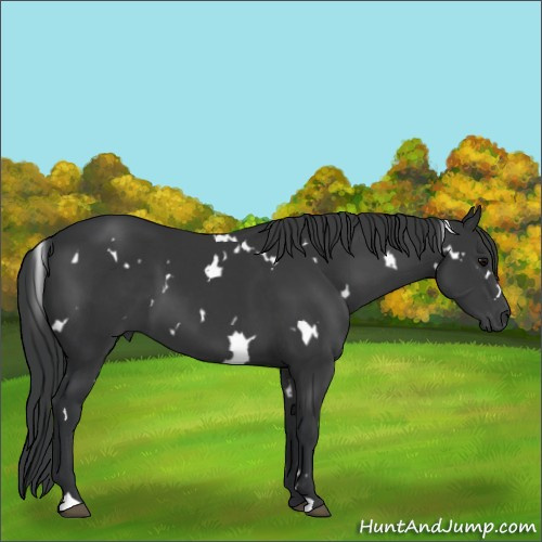 Horse Color:White Spotted Black 