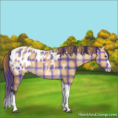 Horse Color:Plaid Buckskin Dun Splash Tobiano Appaloosa