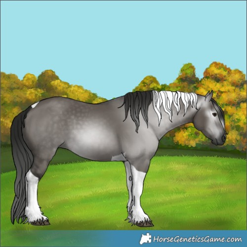 Horse Color:Gray Grullo Tobiano