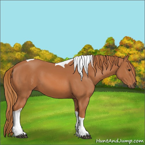 Horse Color:Chestnut Tobiano