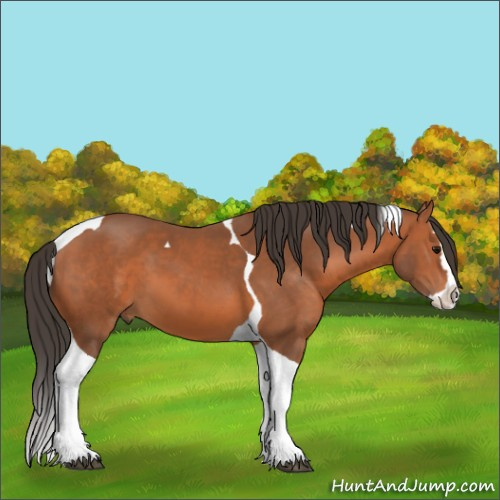 Horse Color:Bay Splash Tobiano 