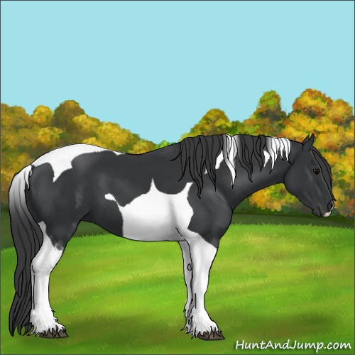 Horse Color:Black Tobiano 