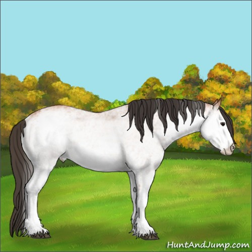 Horse Color:White Spotted Bay 