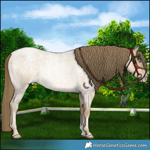 Horse Color:Buckskin Roan Pearl Rabicano