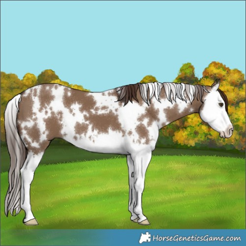 Horse Color:White Spotted Liver Red Dun Splash 