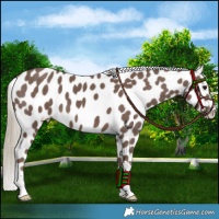 Horse Color:Chocolate Silver Smoky Black Near Leopard 