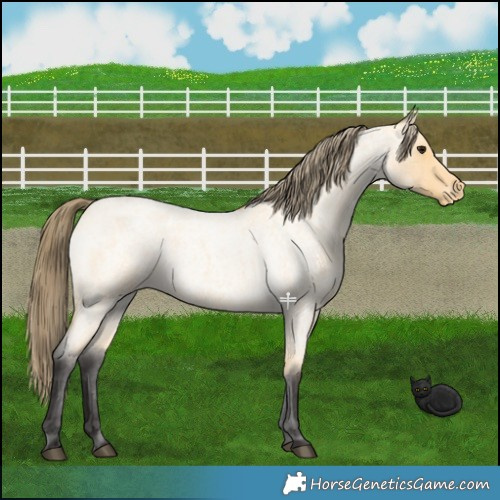 Horse Color:Buckskin Roan Appaloosa Rabicano 
