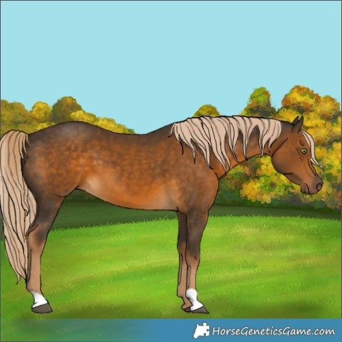 Horse Color:Chocolate Palomino 