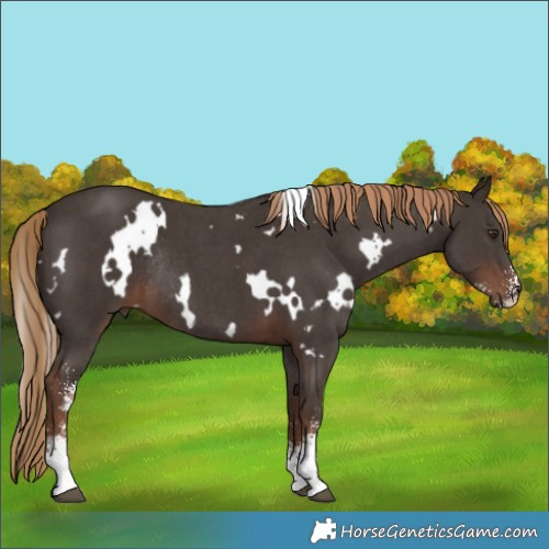 Horse Color:White Spotted Liver Chestnut Sabino Rabicano 
