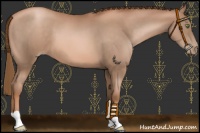 Horse Color:Liver Chestnut Pearl