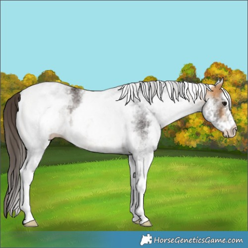 Horse Color:White Spotted Buckskin 