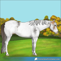 Horse Color:White Spotted Buckskin 