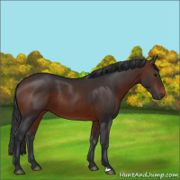Horse Color:Brown 