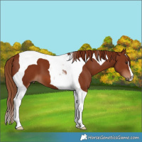 Horse Color:Chestnut Tobiano