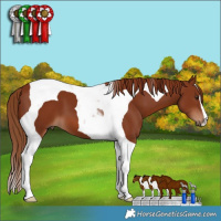 Horse Color:Chestnut Tobiano