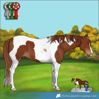 Horse Color:Chestnut Tobiano 