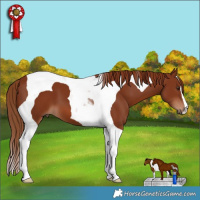 Horse Color:Chestnut Tobiano 