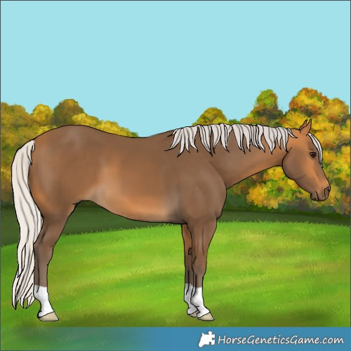 Horse Color:Silver Buckskin 