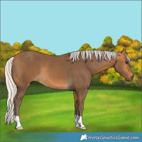 Horse Color:Silver Buckskin 