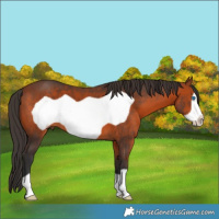 Horse Color:Bay Frame
