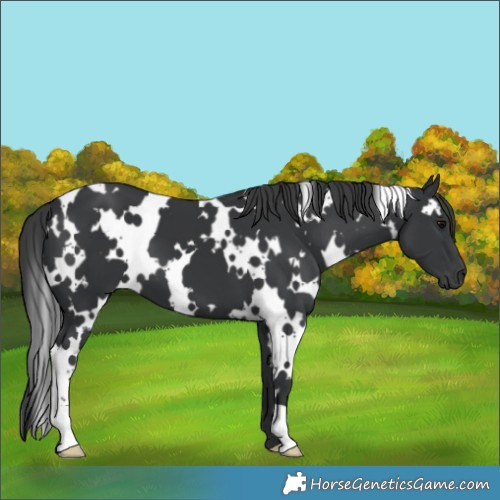 Horse Color:White Spotted Black 
