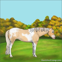 Horse Color:Gray Silver Amber Cream Champagne Roan Dun Splash Tobiano Frame Varnish Rabicano