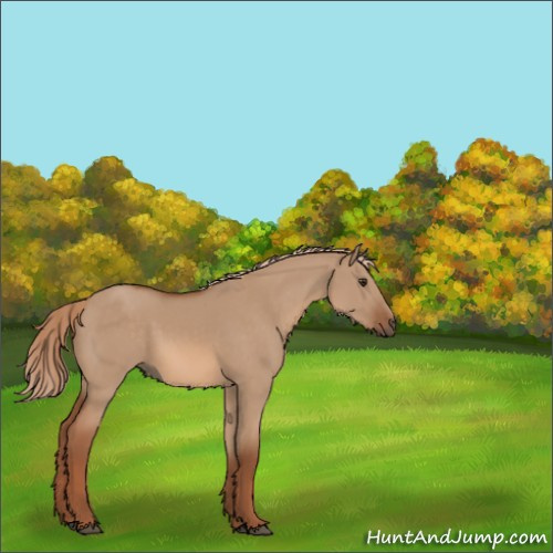 Horse Color:Red Dun 